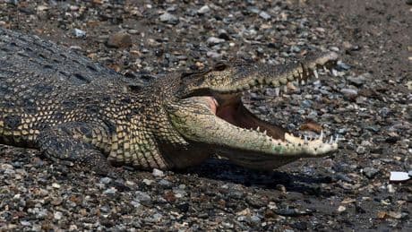 Attacke nahe Palmölplantage: Krokodil tötet Schwimmer in Indonesien