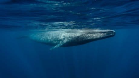 The heartbreaking and worrying reason blue whales are going silent