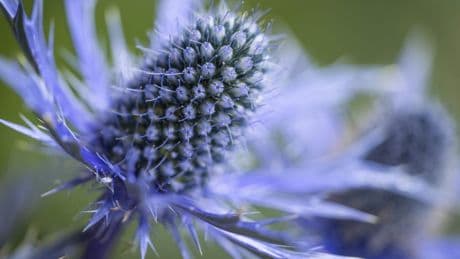 Nine brilliantly blue flowers to brighten your garden