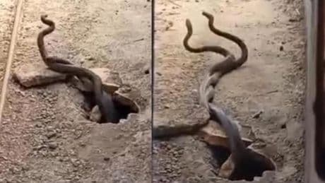 Elazığ'da evin içinden dev yılanlar çıktı! O anlar kamerada...