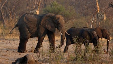 Pourquoi le Zimbabwe va abattre et distribuer la viande de dizaines d’éléphants