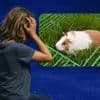 Charo brak tijdens het oppassen de nek van de cavia van haar vriendje: ‘Ik was volledig in paniek’
