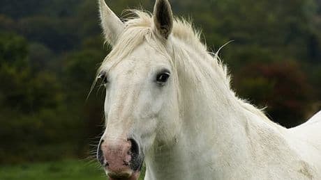 Hautes-Alpes: un homme suspecté d'actes zoophiles sur une jument recherché, une enquête ouverte