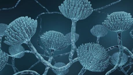 Killer fungus could spread through parts of Europe due to climate change