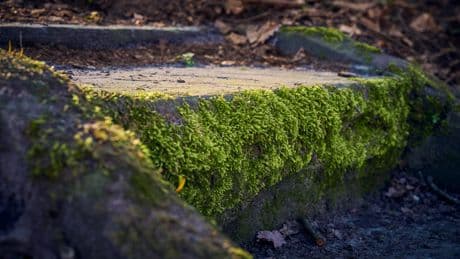 Experte: Warum Sie Moos im Garten behalten sollten – statt es zu bekämpfen
