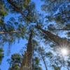 Wetter: Sonne am Wochenende – Waldbrandgefahr bleibt hoch