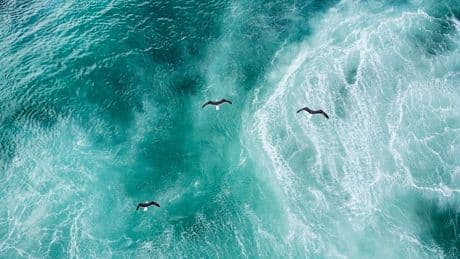 We Can Protect 30% Of Earth’s Ocean Habitats, ESA-Funded Study Says