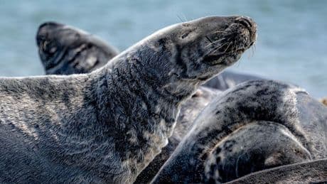 Höchststand seit Zählbeginn: Mehr Kegelrobben leben im Wattenmeer - Trend hält an