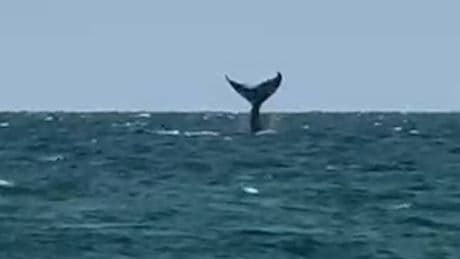 Seltenes Natur-Spektakel - Buckelwal schon wieder in der Ostsee gesichtet