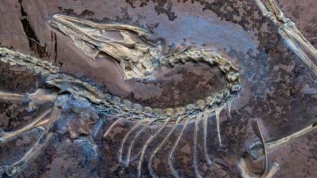 Le dinosaure à plumes Archéoptéryx volait “probablement” comme un poulet