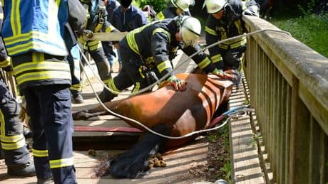 Tier mit Spezialkran gerettet - Reiterin bricht mit Pferd auf Brücke ein