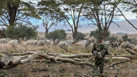 En Afrique, l’onde de choc du retrait de l’Usaid sur la protection de la nature