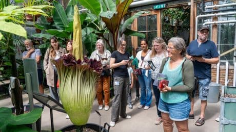 In de rij om stinkende penisplant in Leidse Hortus Botanicus te fotograferen en ruiken: ’Ik ga iedere dag even’