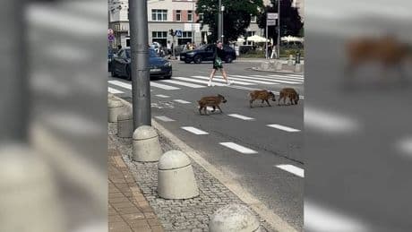 Wildschweine auf City-Trip - "Sau" viel los in Polen
