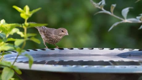 Naturschutz: Vogeltränke für Balkon und Garten: So finden Sie die passende Wasserstelle