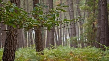 Pourquoi la valeur économique de la forêt française est largement sous-estimée