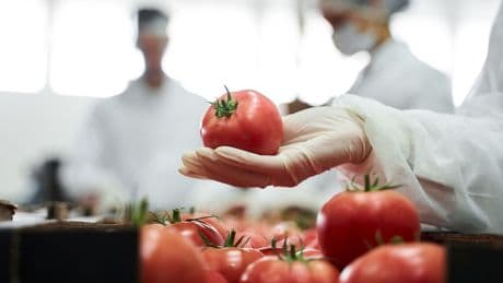 Goût, conservation, résistance au changement climatique… Quand la tomate passe au crible de la science