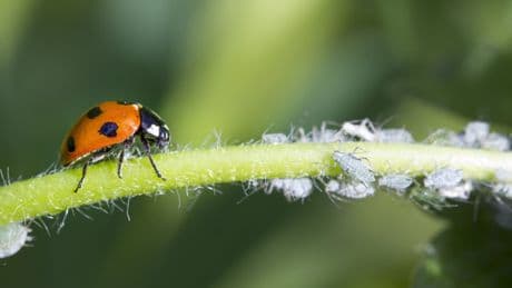 Easy ways to make flowers last all summer – and banish aphids without chemicals