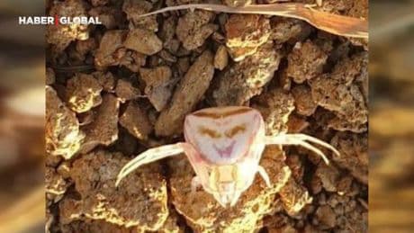 Yalova'da 'insan yüzlü örümcek' görüldü