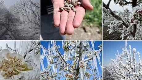 TARSİM'den zirai don açıklaması! 'En kısa süre içinde destek verilecek'