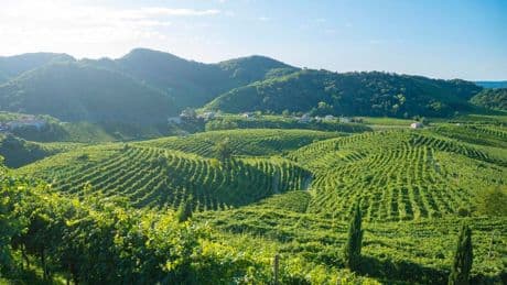 Wines From Four Italian Regions To Sample This Summer