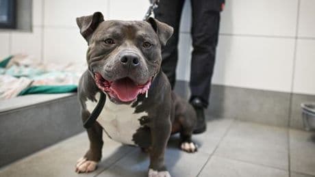 Nordrhein-Westfalen erlebt bizarren Streit um Hund von Schalke-Profi