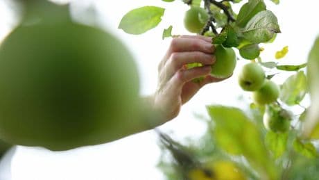 Diebstahl: Mehr als ein Dutzend Apfelbäume aus Garten gestohlen