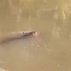 Horrifying moment father is snatched by crocodile and dragged to his doom in front of his family as they bathe in river… before bystanders bravely battle the beast to recover the victim's body