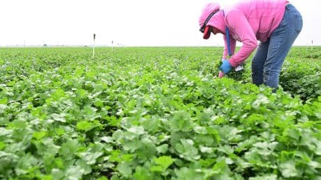 The herb linked to reduced inflammation, lower anxiety, and reduced blood sugar
