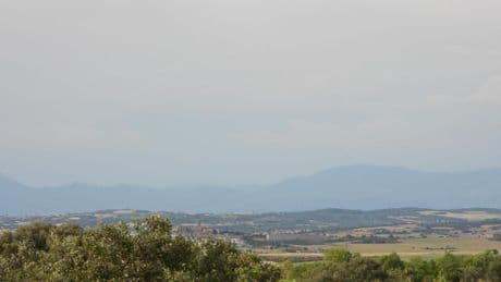 Reto visual: ¿Eres capaz de encontrar al milano real en menos de 30 segundos?