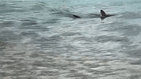 Watch moment 12ft-long SHARK lurks just a few feet off UK coast as kids play on shore