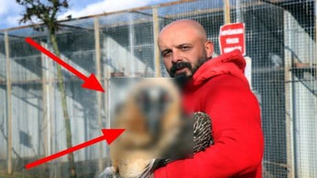 Türkiye'de nadir olarak görülüyor! Yaralı halde bulunmuştu