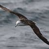 Umbrella's up! Seabirds poo once every 4 MINUTES - but there's a simple way to avoid getting splattered