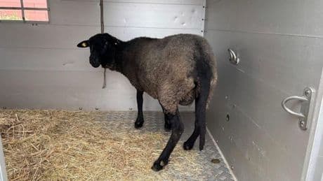 Schafe in Wohnung getötet – Polizei ermittelt wegen Tierquälerei