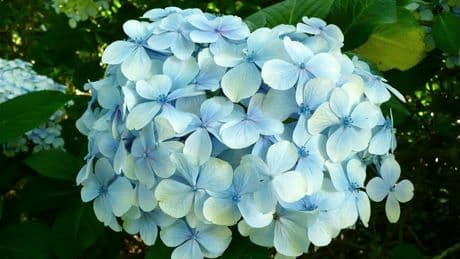 El ingrediente secreto que da intensidad al color azul de las hortensias