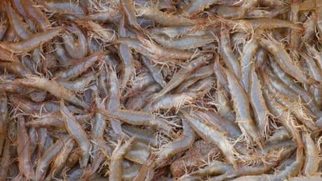 Walmart muss Shrimps wegen möglicher radioaktiver Belastung zurückrufen