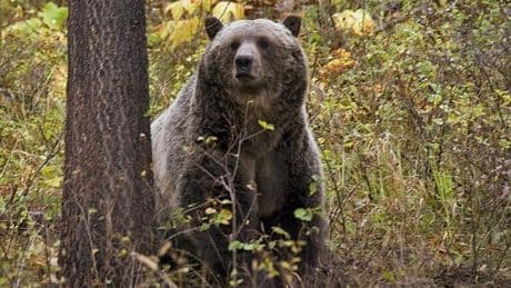 Warning issued after lone grizzly bear spotted on Texada Island