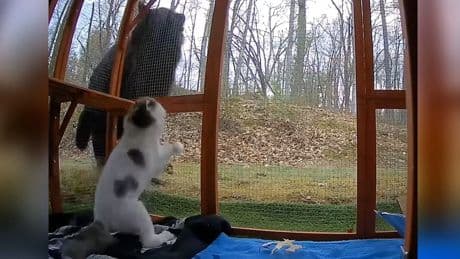Ganz schön kratzbürstig - Katze verjagt Riesen-Bären