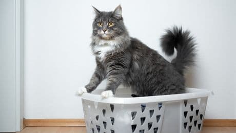 Unsauberkeit bei Katzen: Deshalb wählen Miezen Wäschekörbe als Toilette