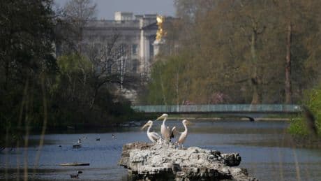 Giant lily pads and a bronze tree are among designs for Queen Elizabeth II's memorial