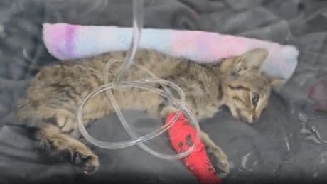 Tierhilfe Wolfsburg: Kater Apollo kämpft um sein Leben – Spendenaufruf