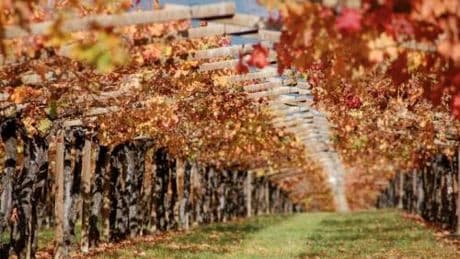 San Leonardo 2020: il vino gentile dei Marchesi Guerrieri Gonzaga