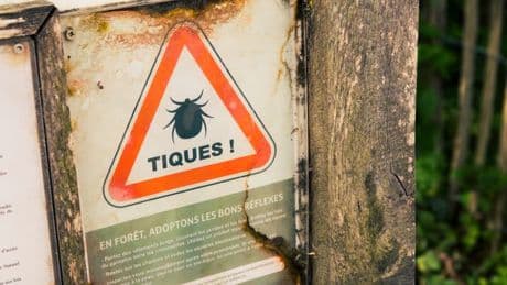 Vêtements adaptés, s'inspecter, répulsifs... Les conseils pour éviter les tiques lors de balades