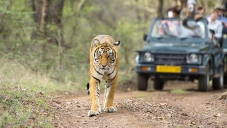 Un pueblo de India reocupa sus tierras “para salvar a los tigres de los turistas”