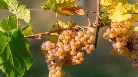 En Alsace, la récolte du crémant commencera mardi, marquant un record de précocité
