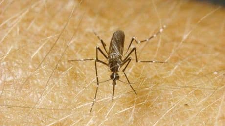 Ces facteurs qui pourraient rendre le chikungunya et la dengue endémiques en Europe