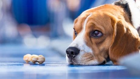 Warning sign your beloved pet dog is in pain that's 'easy to miss'