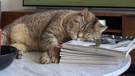 « Je suis psychiatre vétérinaire : voici les 10 idées reçues les plus fréquentes sur votre chat »