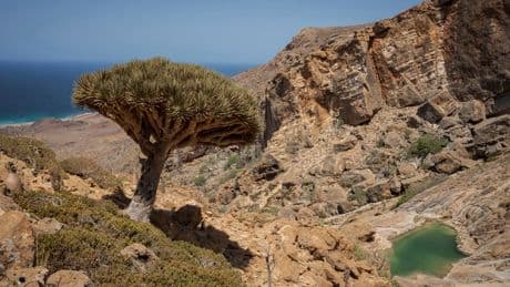 These trees exist in only one place on Earth. Now climate change and goats threaten their survival