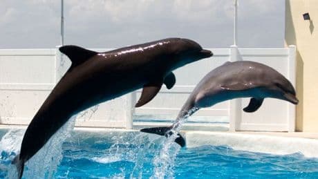 Terrifying moment dolphin dies in front of children at bankrupt marine park